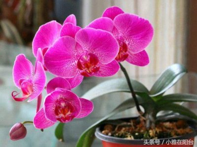 ​蝴蝶兰开完花后怎么做？咔嚓一剪刀，花蕾又蹭蹭冒，花儿开满枝