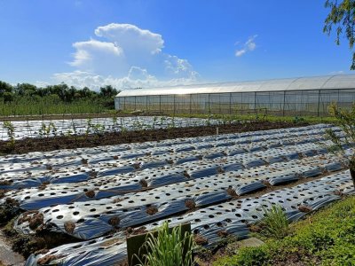 ​寻梦有机农场，情醉绿色发展