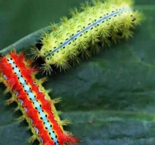 ​重口味的吃货看过来：洋辣子罐你感冒吗？