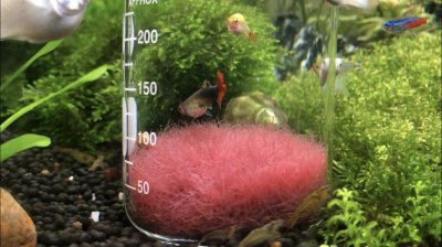 ​买回家的红线虫怎样处理，这两步做对了鱼儿生个没完