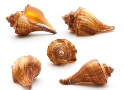 ​海螺肉虽然很美味，但是这三个部位一定不能吃！