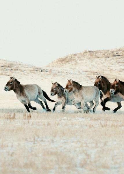 动物世界-普氏野马