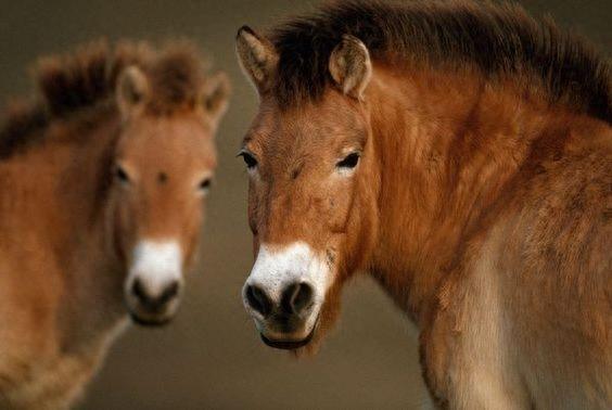 动物世界-普氏野马