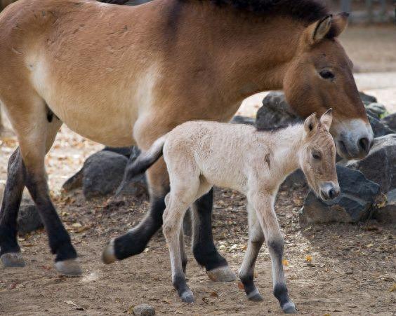 动物世界-普氏野马