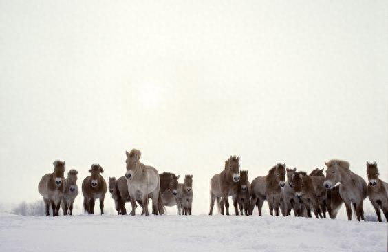 动物世界-普氏野马
