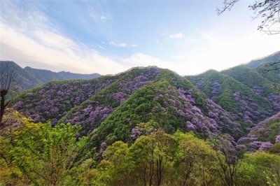 ​赏紫荆花路线，黄龙寺-西寺沟-管家坪，太平峪里的花开了
