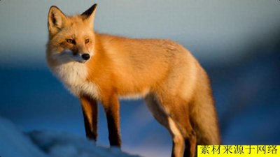 ​狐狸也可以当宠物养？没错，养狐狸却有一些“禁忌”