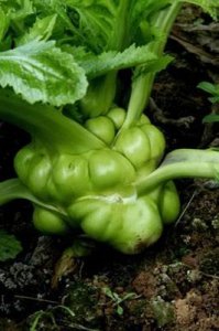 ​在四川，青菜头不仅能做榨菜，还有这些吃法！