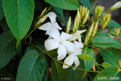 ​含有哲理的诗句：年年岁岁花相似，岁岁年年人不同