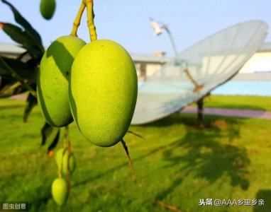 ​钙肥的作用以及使用注意事项