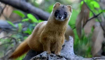 ​动物真能“成精”吗？1997年黄鼠狼“讨封”事件，真的假的？