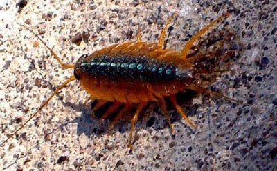 ​快来瞧瞧：知道有蟑螂 但你知道海蟑螂吗？