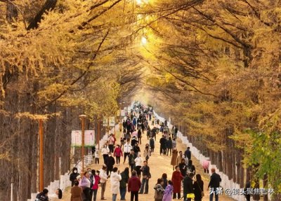 ​吉林长春有条“黄金大道”一到秋天就美如画 你去过吗？