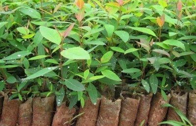 ​种植桉树真的有毒吗？种植了有什么后果？