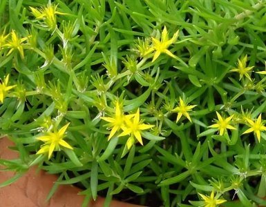 ​生命力顽强的“狗牙齿草”：踩不死也晒不死，当野菜吃不输马齿苋