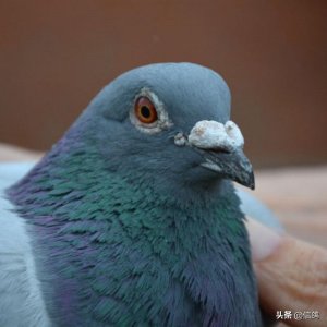​鸽界从不缺神鸟，大奖拿到手软，盘点各大赛场涌现的神鸟案例