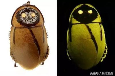 ​自然界一股“清流”，“颜值派”蟑螂，你不认识就OUT啦！