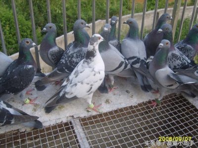 ​掌握各个阶段鸽子生长特点和饲养要点，才有利可图