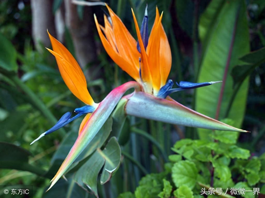 鹤望兰简介及图片欣赏，鹤望兰又名天堂鸟之花