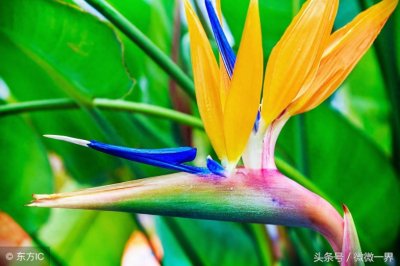 ​鹤望兰简介及图片欣赏，鹤望兰又名天堂鸟之花