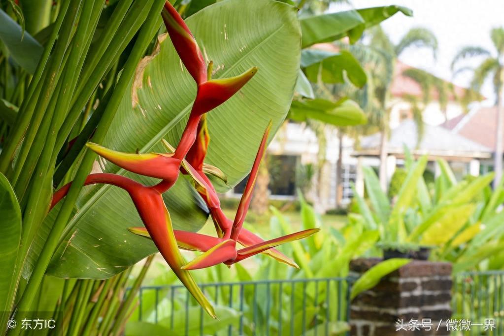 鹤望兰简介及图片欣赏，鹤望兰又名天堂鸟之花