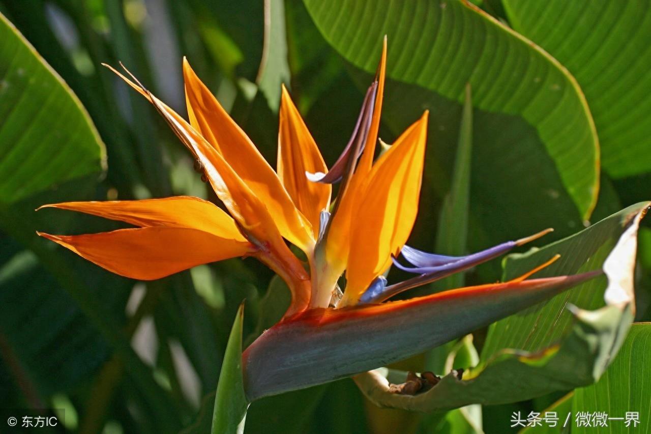 鹤望兰简介及图片欣赏，鹤望兰又名天堂鸟之花