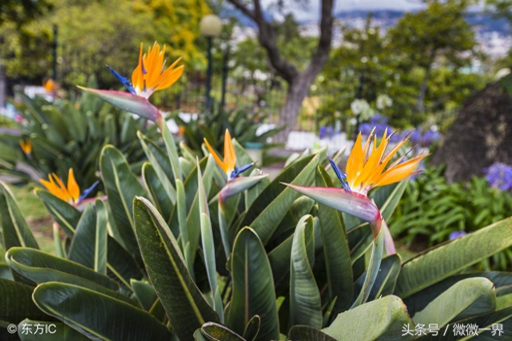 鹤望兰简介及图片欣赏，鹤望兰又名天堂鸟之花