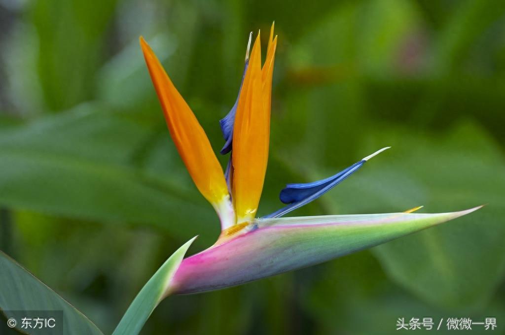 鹤望兰简介及图片欣赏，鹤望兰又名天堂鸟之花