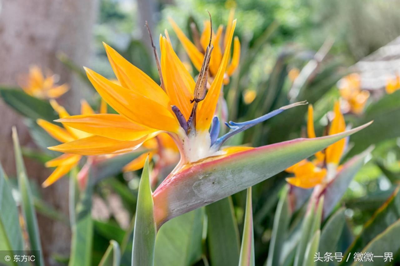 鹤望兰简介及图片欣赏，鹤望兰又名天堂鸟之花