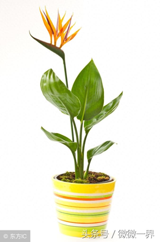 鹤望兰简介及图片欣赏，鹤望兰又名天堂鸟之花