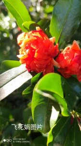 ​《咏石榴花》五首