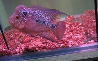 ​马骝到底有多少种类？