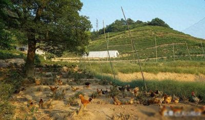 ​国家支持的养殖项目有哪些呢