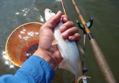 ​钓鱼看漂技巧，3分钟学会正确抓口，可提高2倍上钩率