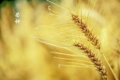 ​又到芒种时节，“种”到底读哪个音？