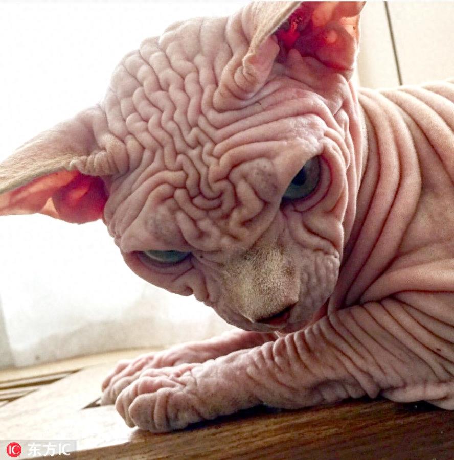 瑞士无毛猫满脸褶子丑哭了 凭借天生不爽脸逆袭网红界新宠