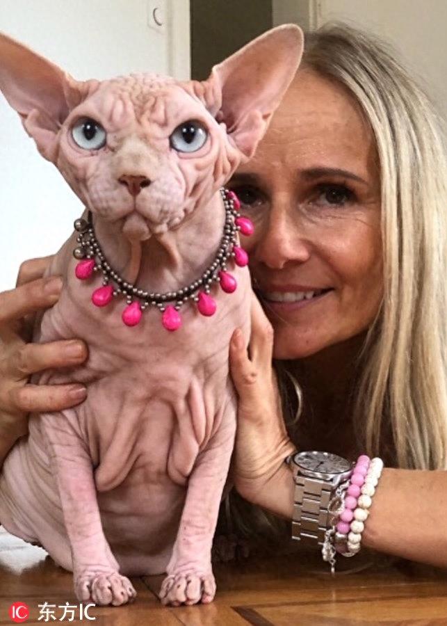 瑞士无毛猫满脸褶子丑哭了 凭借天生不爽脸逆袭网红界新宠