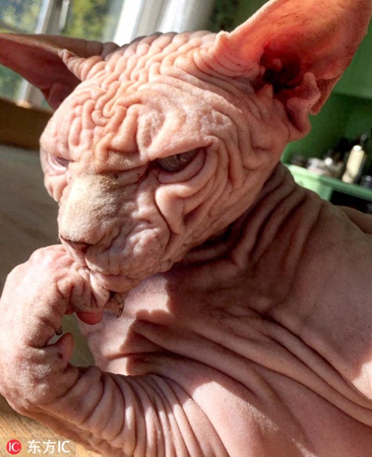 瑞士无毛猫满脸褶子丑哭了 凭借天生不爽脸逆袭网红界新宠