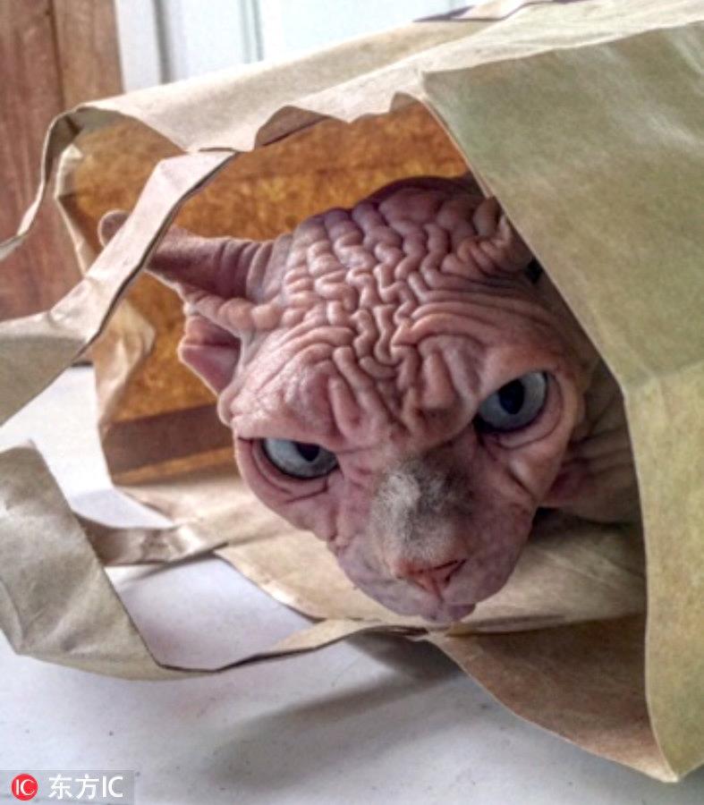 瑞士无毛猫满脸褶子丑哭了 凭借天生不爽脸逆袭网红界新宠
