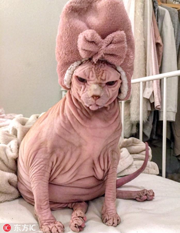 瑞士无毛猫满脸褶子丑哭了 凭借天生不爽脸逆袭网红界新宠