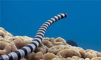 ​灰蓝扁尾海蛇的形态特征