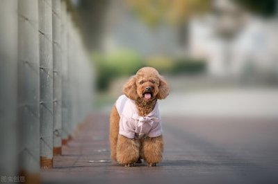 ​纯泰迪狗如何分辨