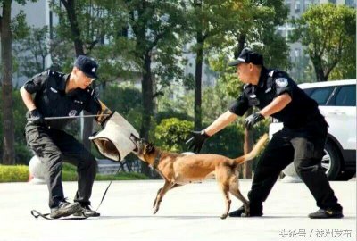 ​神奇的警犬！寻毒只需15秒