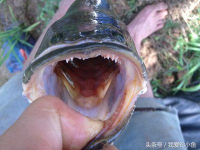 ​溪钓对象鱼及溪流部分鱼种辨别你认识几条？