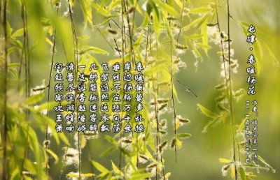 ​杨花到底是杨絮还是柳絮，以后不要再误导孩子了