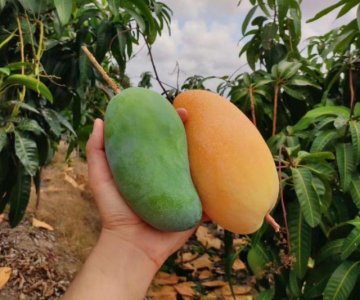 ​这4种来自广西的特产水果，多样鲜美可口，我要去广西吃水果