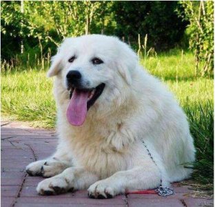 ​大白熊犬，有着高贵优雅的气质，是高颜值、力量型护卫犬