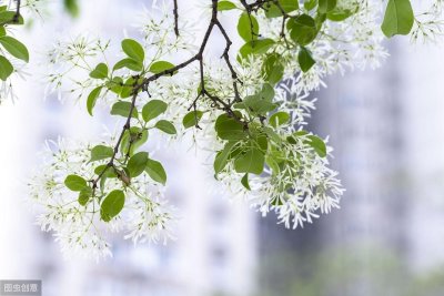 ​流苏树老桩盆景的制作与养护方法