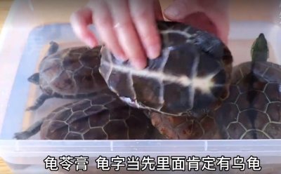​今天才知道：龟苓膏真的是用“龟”做的