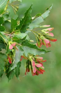 ​桑芽，见过吗？清热明目 主治肝热目赤，昏花